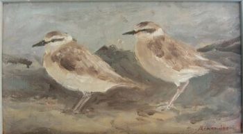 "strandlopertjies"