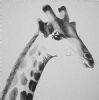 "Giraffe"