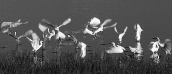 "Birds 1"