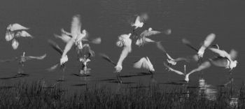 "Birds 1"