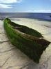 "Boat with Moss"