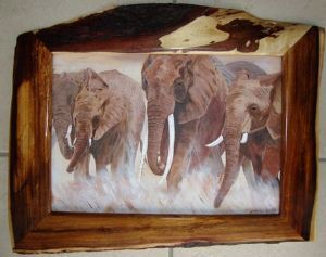 "African elephant herd"