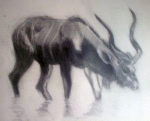 "Kudu Drinking"