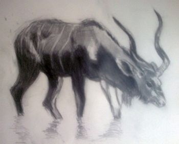 "Kudu Drinking"