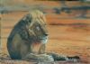"Kruger Lion"