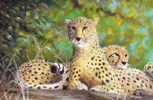 "Shaded Cheetah"