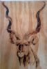 "Portrait of a Kudu"