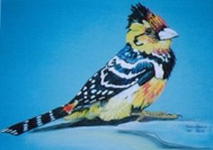 "Crested Barbet"