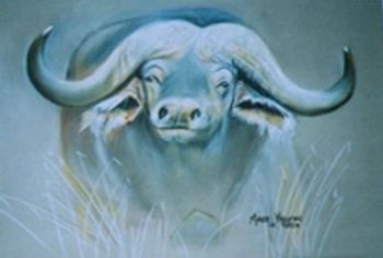"African Buffalo"
