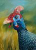 "Helmeted Guinea Fowl 4 "
