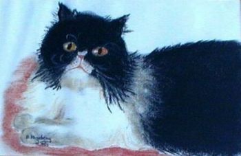 "Black Beauty"