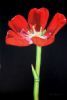 "Red Flower"
