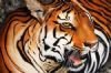 "Tiger"