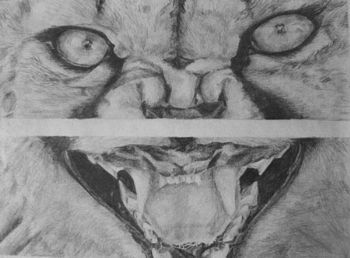 "Leopard Face"
