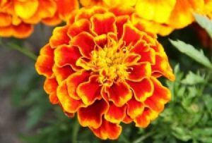 "Flower 7"