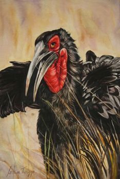 "Southern Ground Hornbill Displaying"