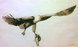 "Flight of the Fish Eagle"