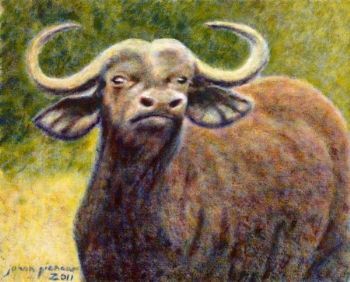 "Buffalo 1"