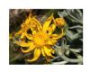 "Senecio Macrospermus"