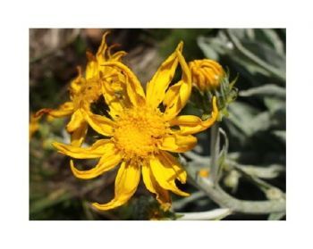"Senecio Macrospermus"