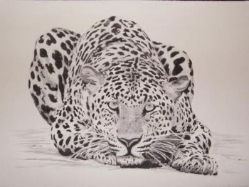 "Leopard"