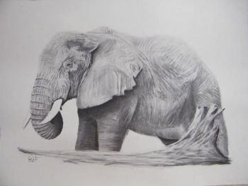 "Elephant"