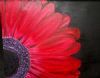 "Gerbera"