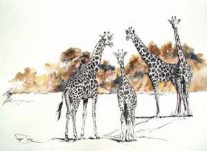 "Curious Giraffes"