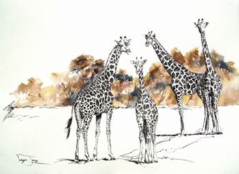 "Curious Giraffes"