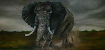 "Elephant Bull"