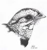 "A Fiery-Necked Nightjar"