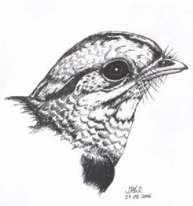 "A Fiery-Necked Nightjar"