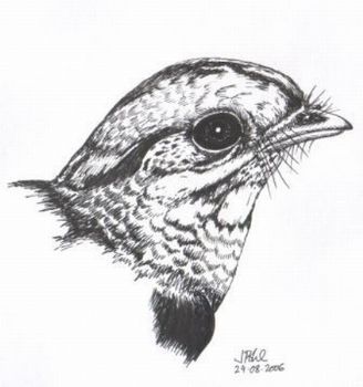 "A Fiery-Necked Nightjar"