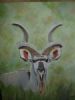 "Majestic Kudu"