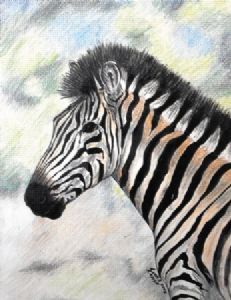 "Zebra"