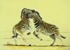 "Zebra Sparring"