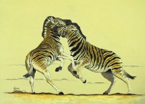 "Zebra Sparring"