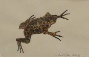 "Leopard Toad Zndvlei 2003"
