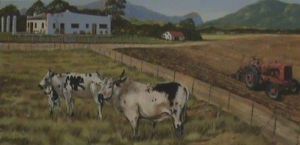 "On The Farm - Cattle"