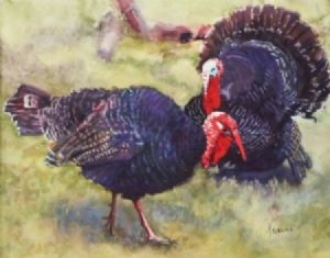 "Turkey Toms Stolen STOLEN"