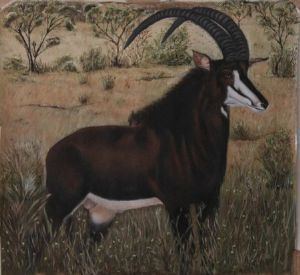 "Bull Sable"