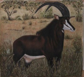 "Bull Sable"