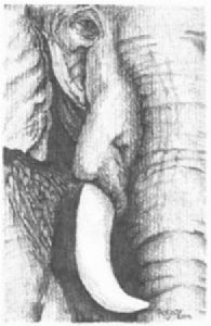 "Elephant (1 of Big 5)"