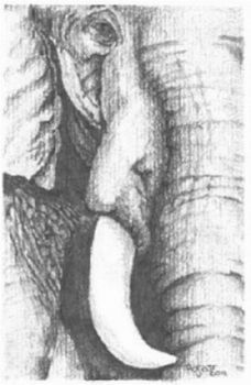 "Elephant (1 of Big 5)"