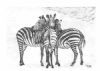 "Zebra Family"