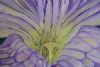 "Mushroom Flower"