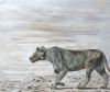 "Lioness Walking"