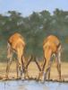 "Springbuck at Waterhole"