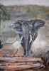 "Broken Tusk"