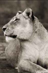 "Wild at Art Collection - Lioness"